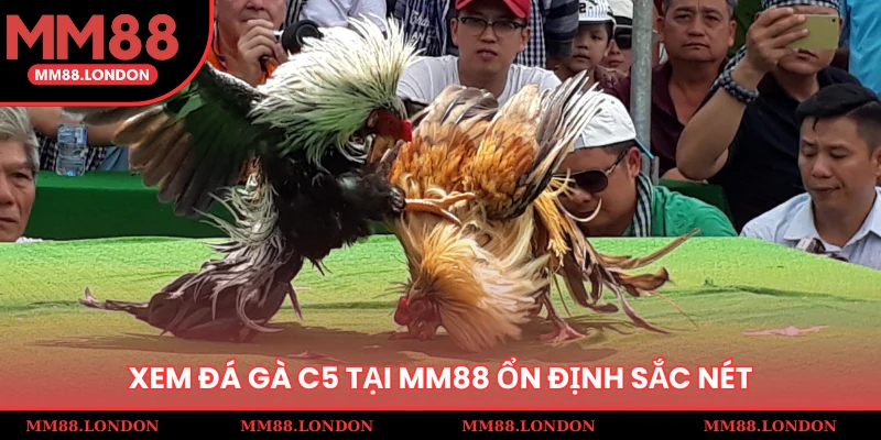 Xem đá gà C5 tại MM88 ổn định sắc nét
