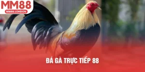 đá gà trực tiếp 88